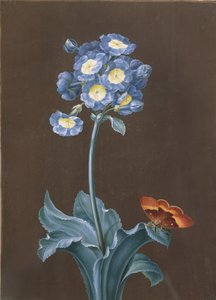 Primula Auricula med møl (gouache)